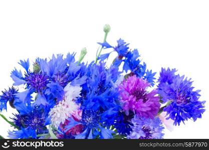 Blue cornflowers. Bunch of blue and pink cornflowers close up isolated on white background