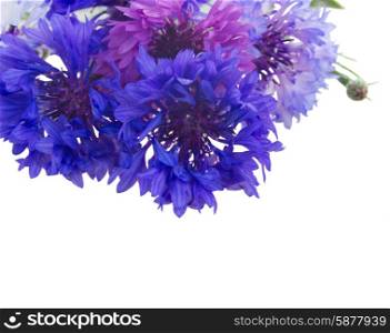 Blue cornflowers. Bunch of blue cornflowers close up isolated on white background