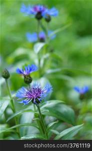 Blue cornflowers garden