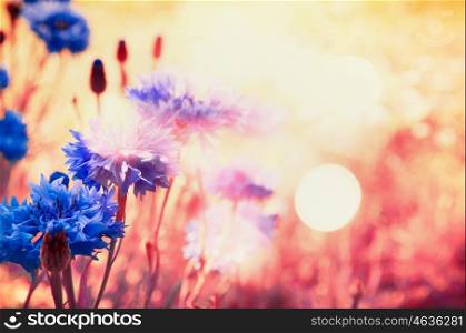 Blue cornflowers in rays of sun with bokeh , floral nature background