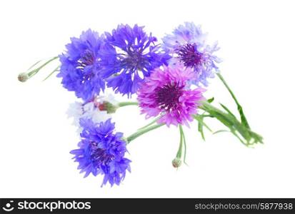 Blue cornflowers. Posy of blue and pink cornflowers isolated on white background