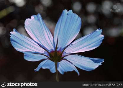 blue cosmos flower in sunlight