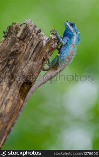 blue crested lizard (Calotes mystaceus) in tropical forest, thailand