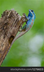 blue crested lizard (Calotes mystaceus) in tropical forest, thailand