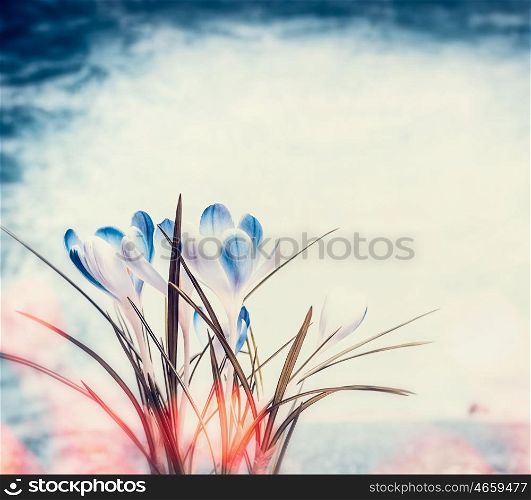 Blue crocuses spring flowers on sky background and bokeh lighting