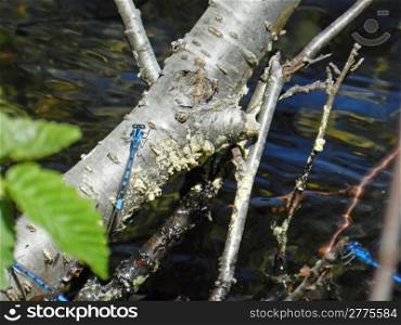 blue damselflies over dark water on a branch
