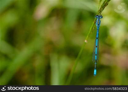 Blue damselfly sitting on a green leaf