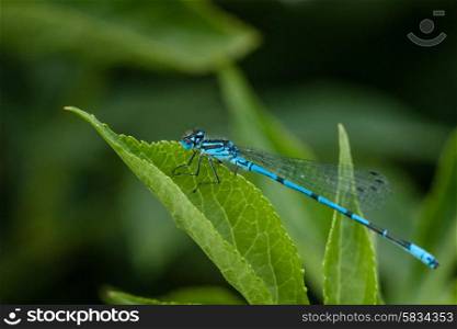 Blue damselfly sitting on a green leaf