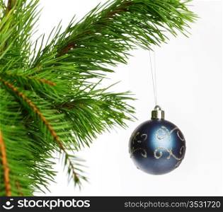 blue decoration ball on fir branch, isolated on white