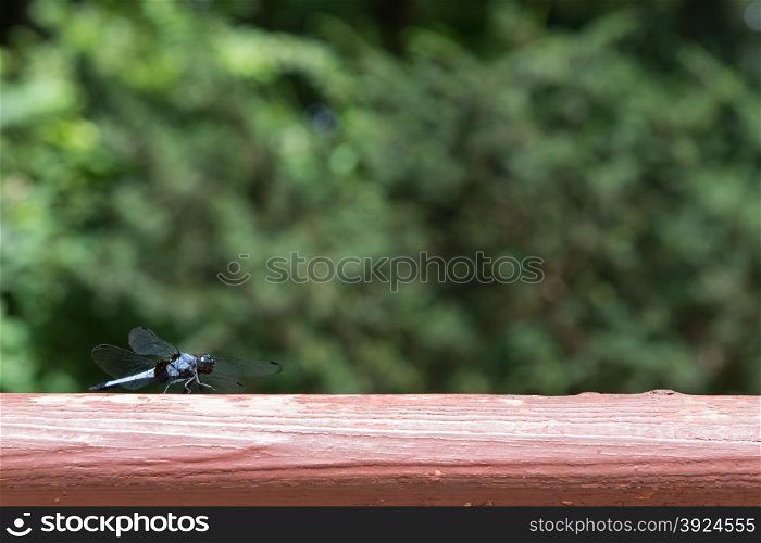 Blue dragonfly. Blue dragonfly insect on red timber wood with lots of empty space