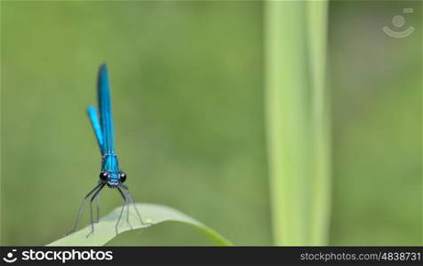 Blue dragonfly in forest (coleopteres splendens)