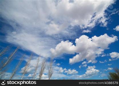blue dramatic sky in winter with leafless poplar tree branches
