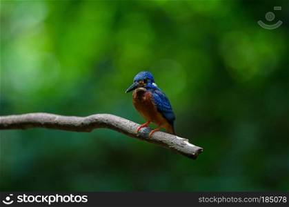 Blue-eared Kingfisher (Alcedo meninting) standing on the branch in nature of thailand