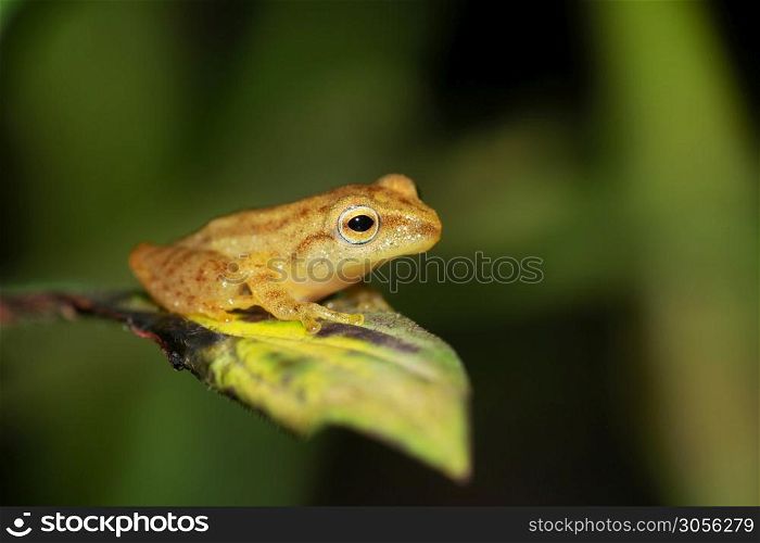 Blue, eyed Bush Frog, Raorchestes luteolus, Agumbe, Karnataka, India