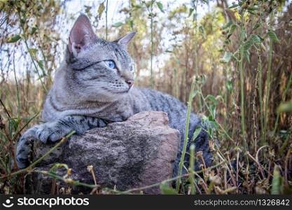 Blue-eyed cat laying between the grass in Africa.