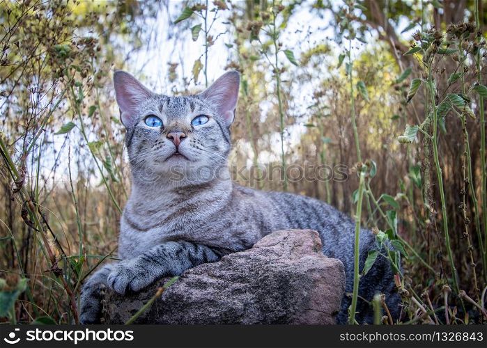 Blue-eyed cat laying between the grass in Africa.