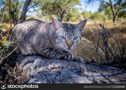 Blue-eyed cat scratching a tree in Africa.