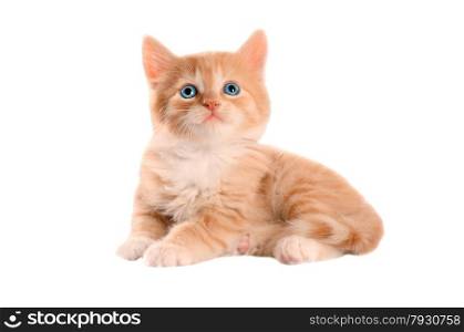 Blue eyed ginger tabby kitten on a white background
