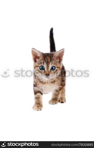 Blue eyed tabby kitten standing on a white background