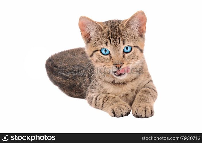 blue eyed tabby kitten with tongue out on white