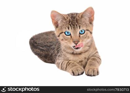 blue eyed tabby kitten with tongue out on white