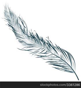 Blue feather, hand drawn object against white