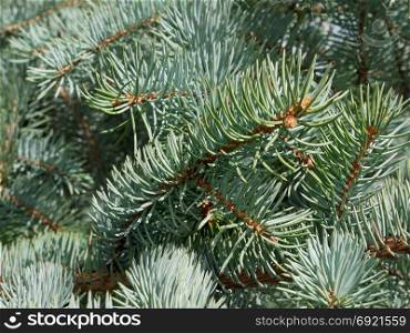 Blue fir needles in bright sunlight as a texture, close-up