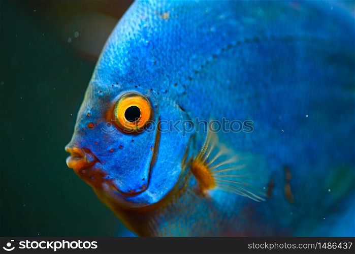 Blue fish from the spieces Symphysodon discus in aquarium. Freshwater aquaria concept. Blue fish from the spieces Symphysodon discus closeup.