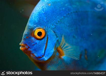 Blue fish from the spieces Symphysodon discus in aquarium. Freshwater aquaria concept. Blue fish from the spieces Symphysodon discus closeup.