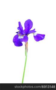 Blue flag (Iris orientalis)