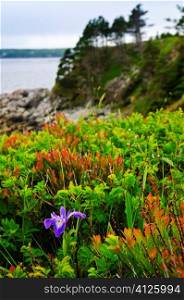 Blue flag iris wild flower at Atlantic coast in Newfoundland Canada