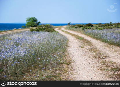 Blue flax flowers by a winding gravel road at the swedish island Oland