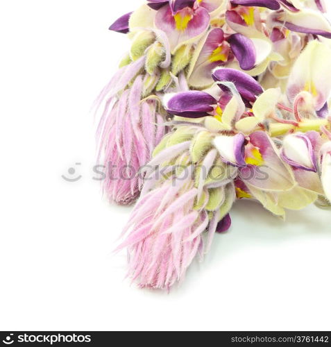 Blue flower, Afgekia (Afgekia mahidolae), endemic plant in Thailand, isolated on a white background