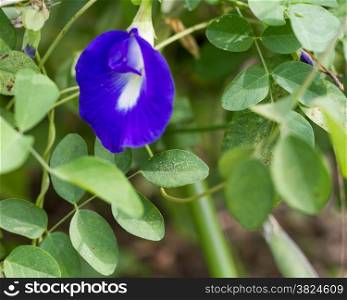 Blue flower butterfly-pea