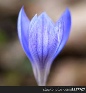 Blue flower crocus ligusticus (saffron) in the forest