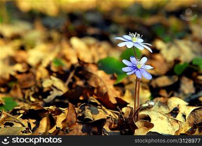 blue flower in spring forest