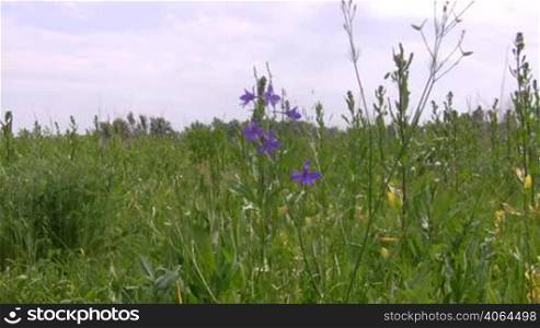 Blue flower on meadow