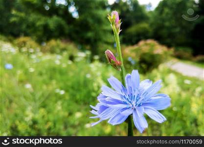Blue flower on natural background. Flower of wild chicory endive. Cichorium intybus. Blue flower on natural background. Flower of wild chicory endive. Cichorium intybus.