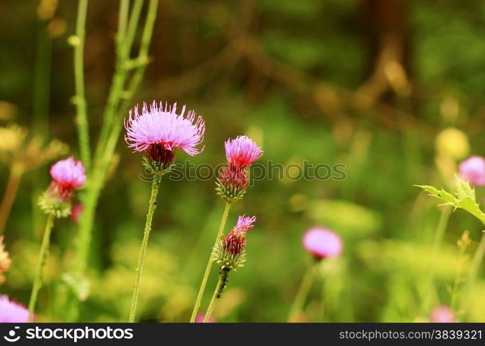 Blue Flower with a pins on the summer green meadow