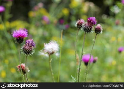 Blue Flower with a pins on the summer green meadow