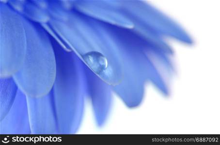 Blue Flower with water drop. Soft focus. Made with macro-lens.
