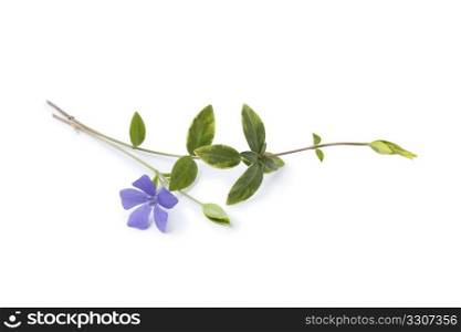 Blue flowering Vinca Minor on white background