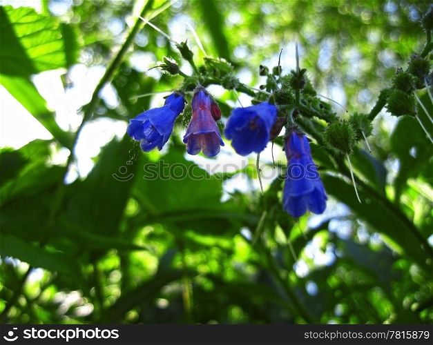 Blue flowers blooming in the meadow in summertime