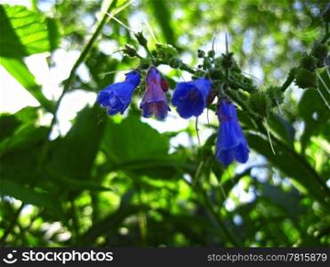 Blue flowers blooming in the meadow in summertime