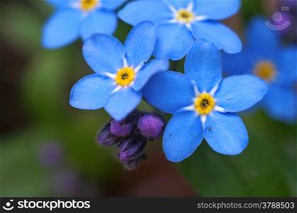 Blue flowers forget-me shot macro