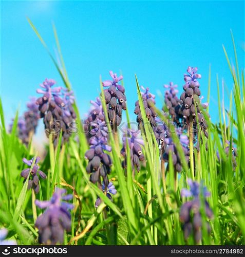 Blue flowers grape hyacinths (Muscari neglectum) in the green spring grass with sky on background