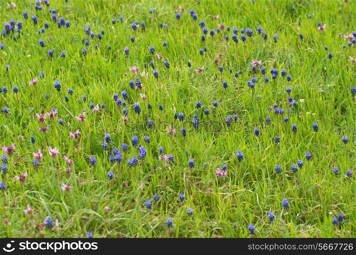 Blue flowers Hyacinthes on the green grass