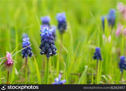 Blue flowers Hyacinthes on the green grass