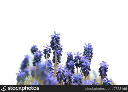 Blue flowers Hyacinths on the green grass