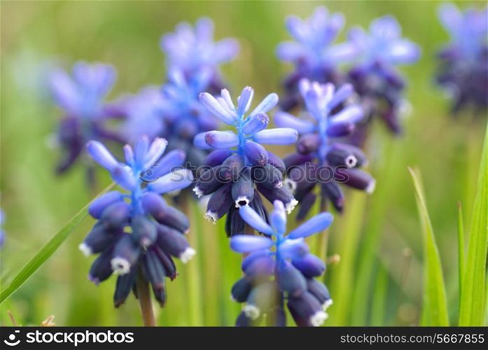 Blue flowers Hyacinths on the green grass